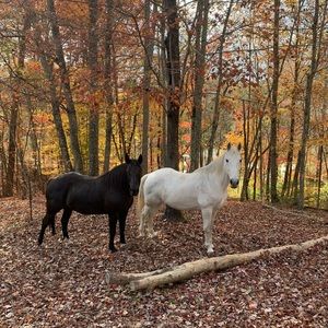 Meet your Posher, Errington